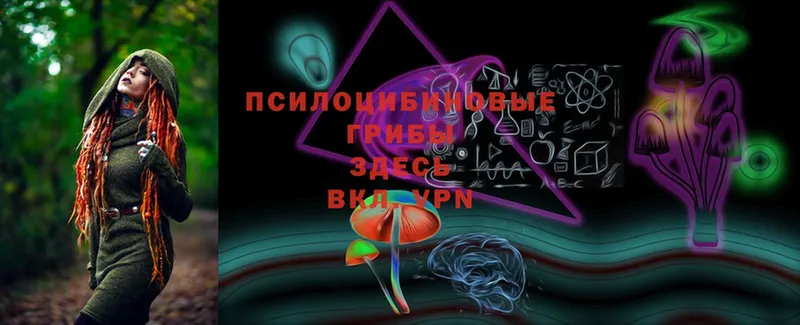 Псилоцибиновые грибы Cubensis  Мосальск 